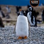 Excursión en Catamarán a la Pingüinera en el Canal Beagle - Ushuaia